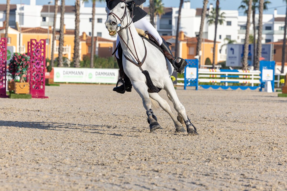 White horse galloping on Risohorse® ebb-and-flow riding arena at show jumping competition