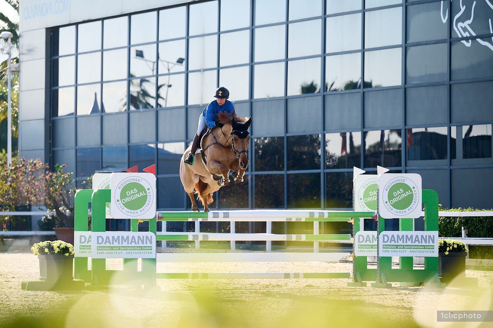 Braunes Springpferd in Aktion bei Turnier auf Risohorse Reitboden