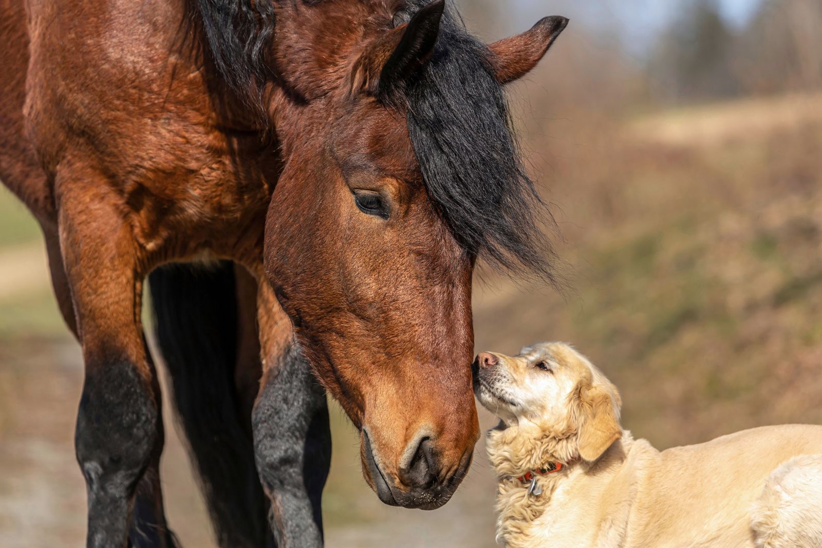 Caballo y perro interactuando en armonía – La experiencia Risohorse® con animales