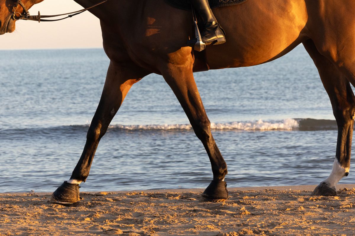 Risohorse® Ebbe und Flut – Reiten wie am Strand