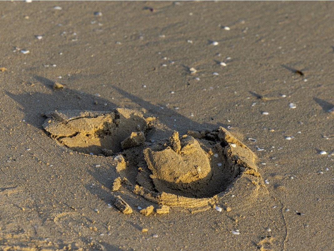 Pferdehufabdruck im feuchten Sand Risohorse® Ebbe-Flut-Reitboden mit optimaler Bodenfeuchtigkeit