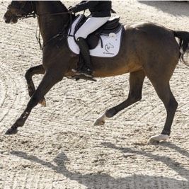 Risohorse Innen- und Außenreitböden fertiggestellt in Belgien 2016