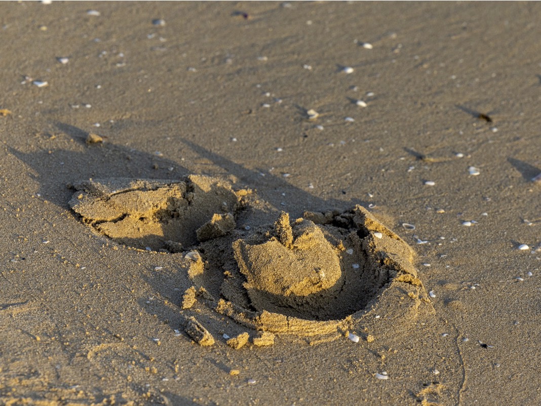 Risohorse Ebbe und Flut Reitböden ohne Zuschlagstoffe