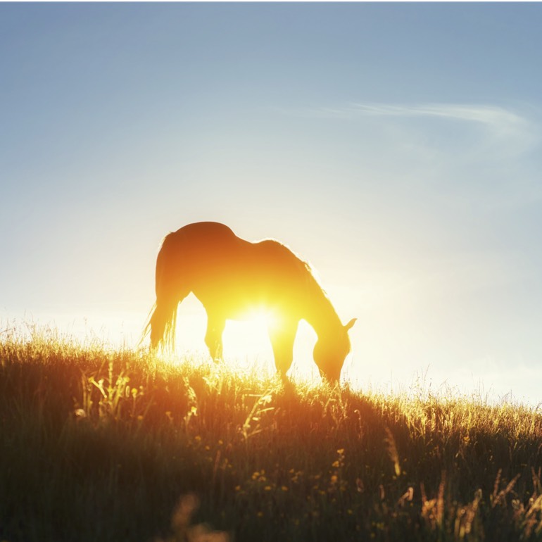 Sportpferde M&M Haunhorst Turnierplatz mit Risohorse Bodensystem