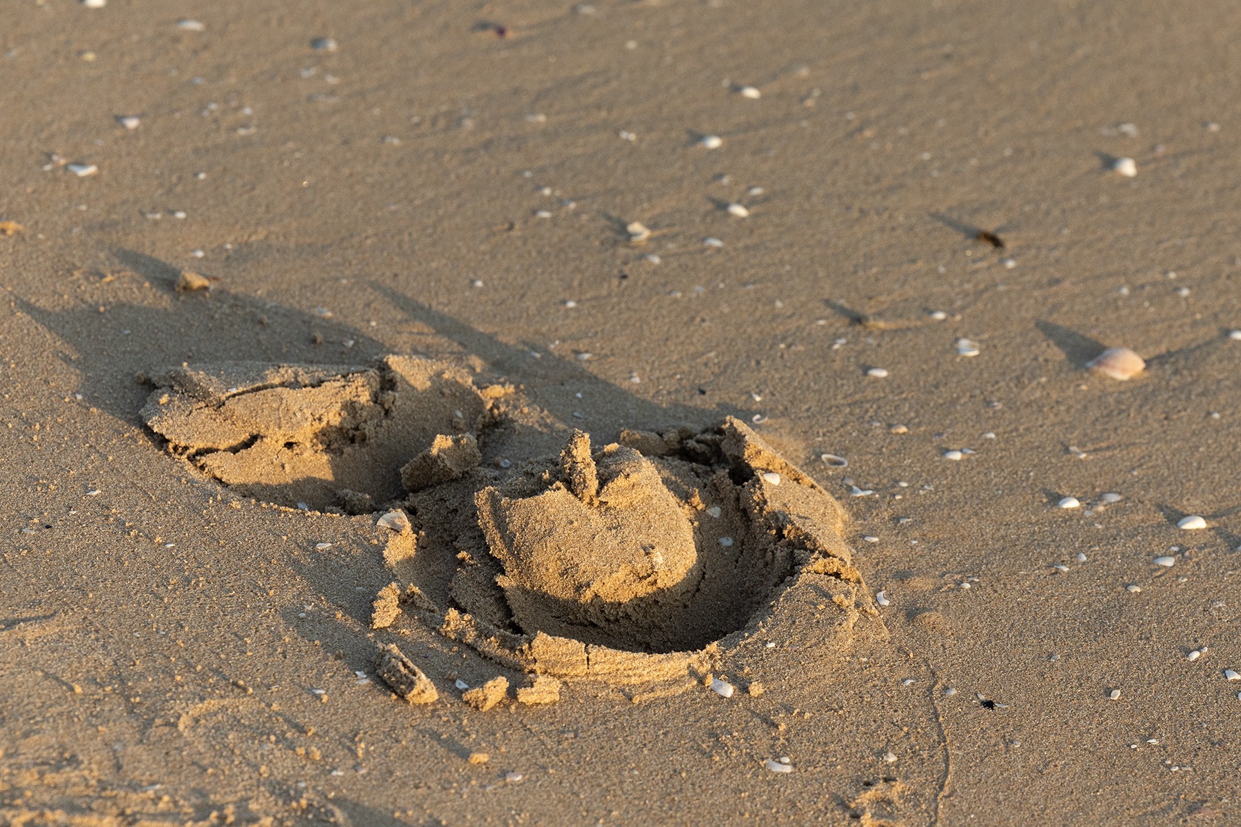 Horseshoe imprint in moist beach sand – Inspiration for Risohorse® surface moisture control