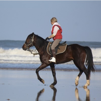 Outdoor riding arena Risohorse installation at Nagel Stables in Northern Germany