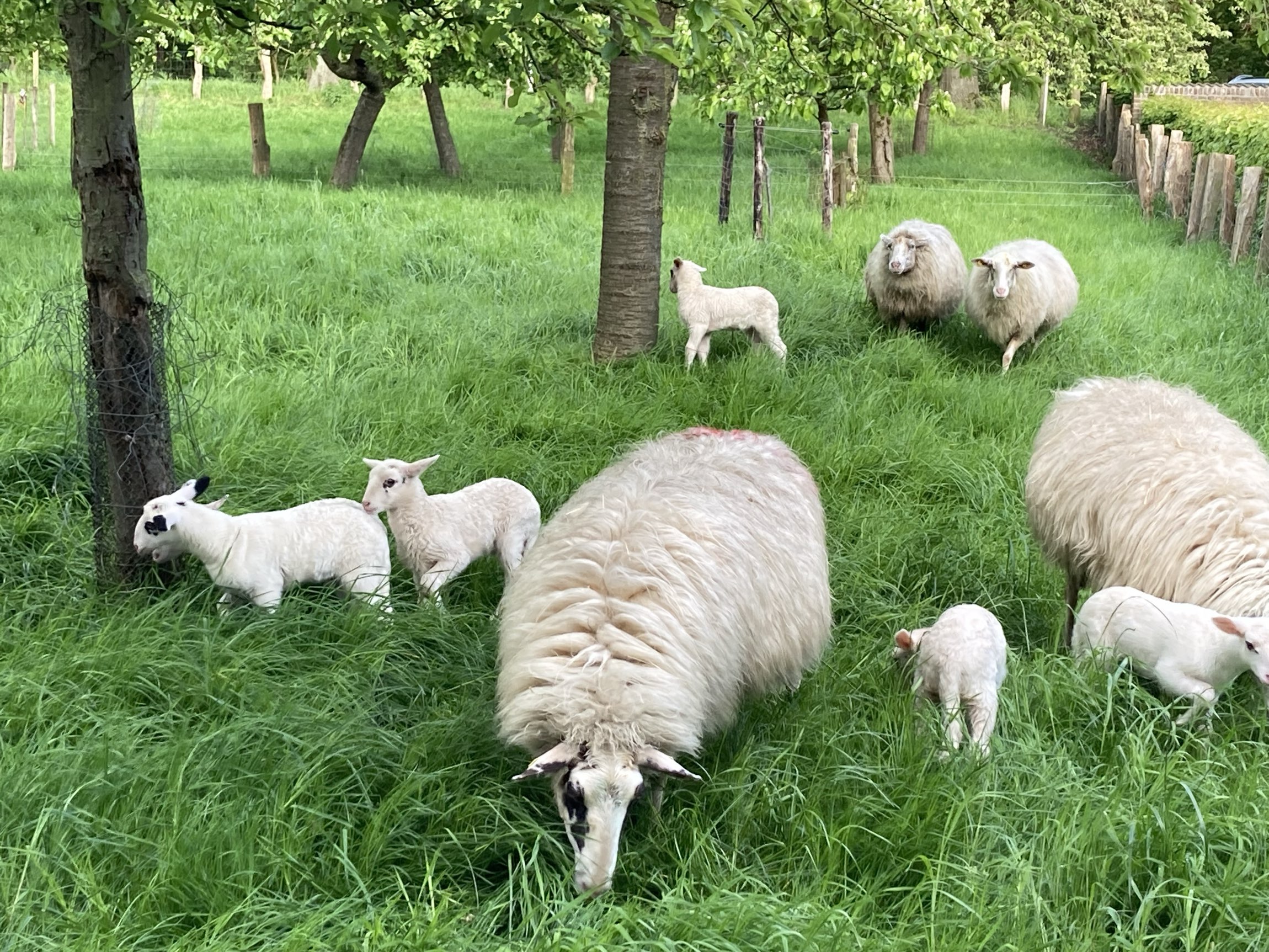 Sheep on pasture at Dammann facilities – Natural rural environment around company