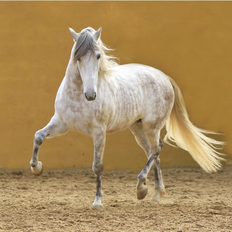 Santa Maria Poloclub Sotogrande España con pista Risohorse® de flujo y reflujo